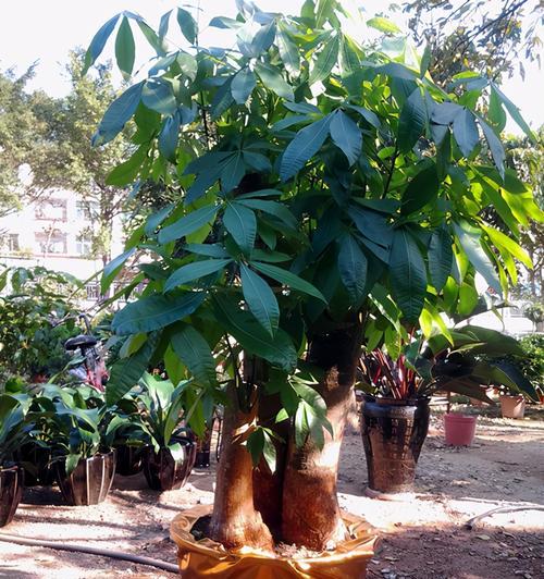 大门口种植植物的选择与布置（打造迎宾之道）