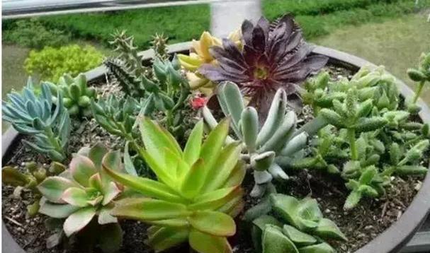 大门口种植植物的选择与布置（打造迎宾之道）