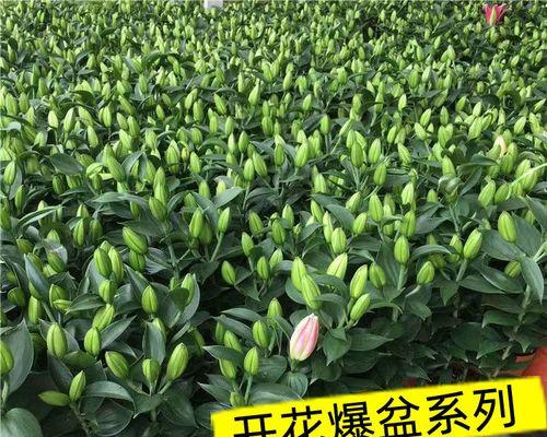 大门口养花的好处与技巧（打造美丽前院）