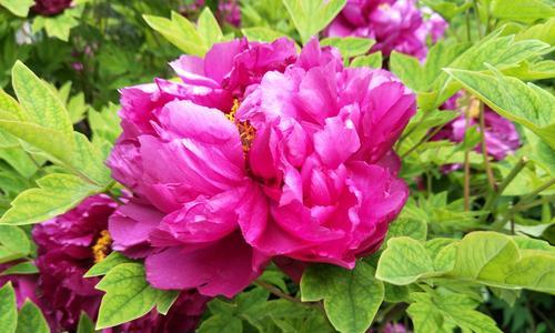 探秘牡丹花语的奥秘（以黑牡丹、粉牡丹、黄牡丹的花语为窗口）