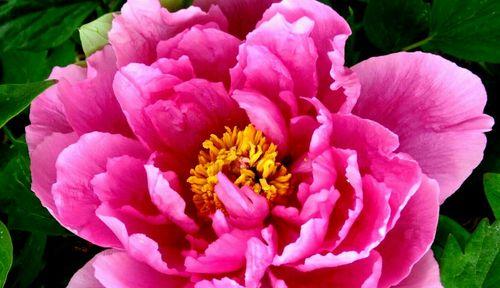 探秘牡丹花语的奥秘（以黑牡丹、粉牡丹、黄牡丹的花语为窗口）