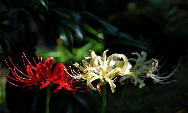 黑色彼岸花（彼岸花花语解析及其生命力的探索）