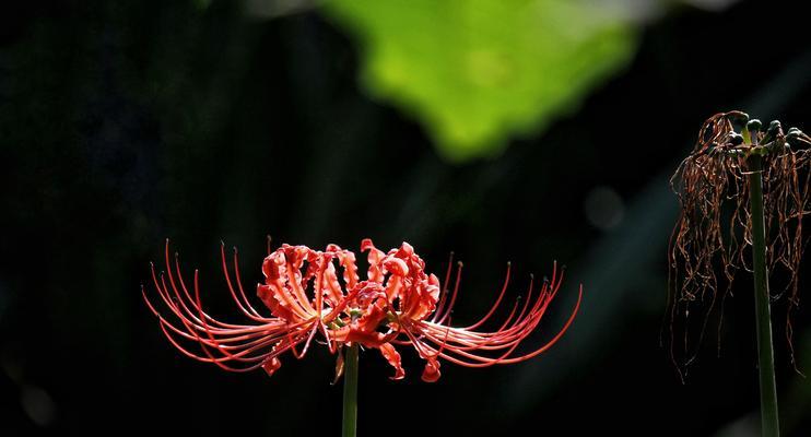 黑色彼岸花（彼岸花花语解析及其生命力的探索）