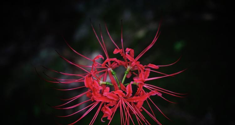 黑色彼岸花（彼岸花花语解析及其生命力的探索）