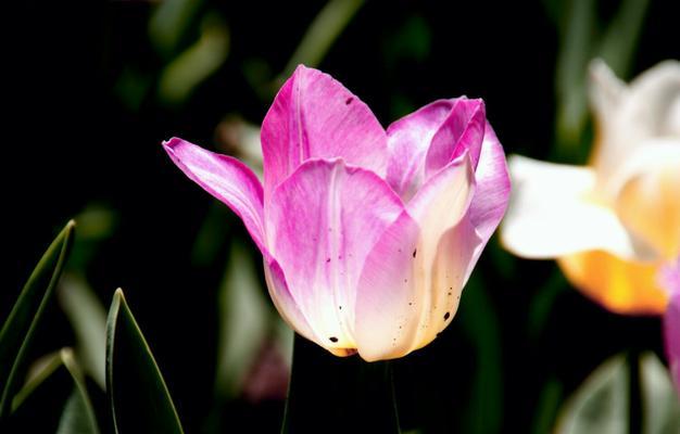 黑色郁金香的忧郁之美（黑色郁金香花语与内涵解析）