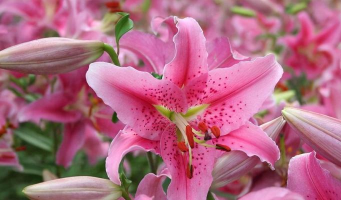 红百合花语的深意（传递爱与希望的花朵）