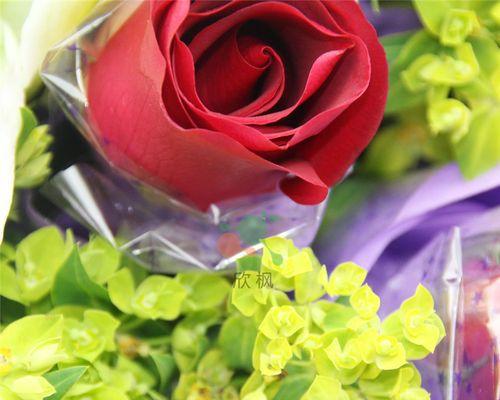 红丁香花语（缤纷芬芳）