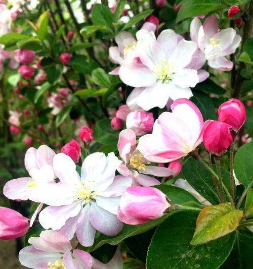 红丁香花语（缤纷芬芳）