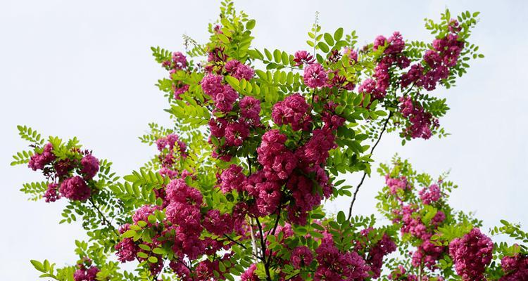红花刺槐——热情与美丽的象征（红花刺槐花语与生活的启示）