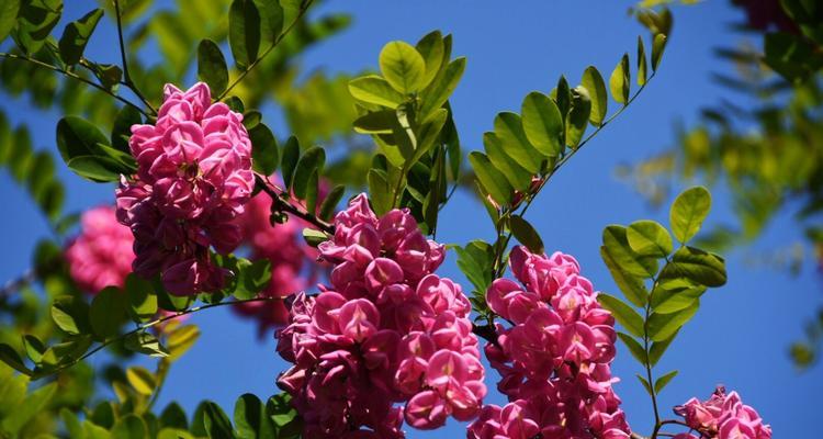 红花刺槐——热情与美丽的象征（红花刺槐花语与生活的启示）