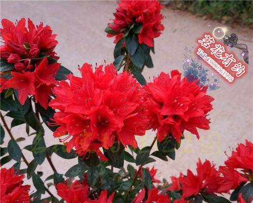 红色杜鹃花的美丽与意义（探寻红色杜鹃花的花语与象征）