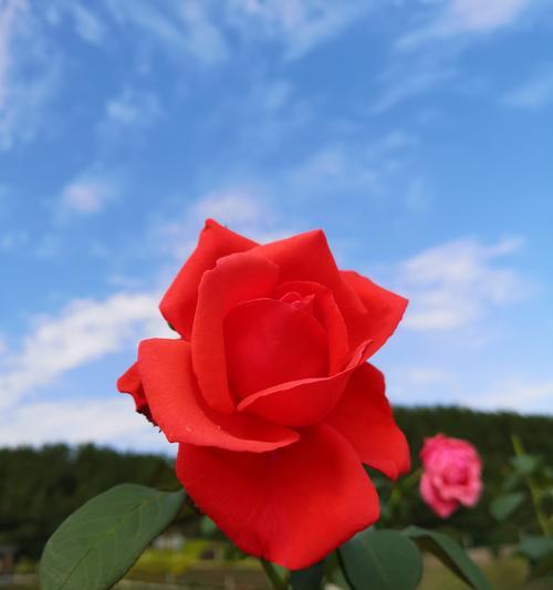 粉色玫瑰花语与情感的表达（揭示玫瑰花语中的深刻情感）