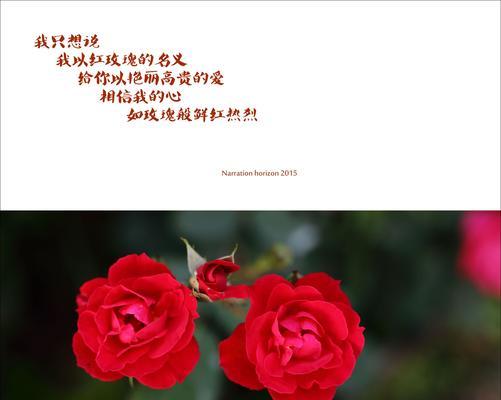 粉色玫瑰花语与情感的表达（揭示玫瑰花语中的深刻情感）
