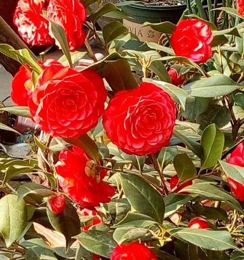 红色山茶花的花语及其象征意义（山茶花）