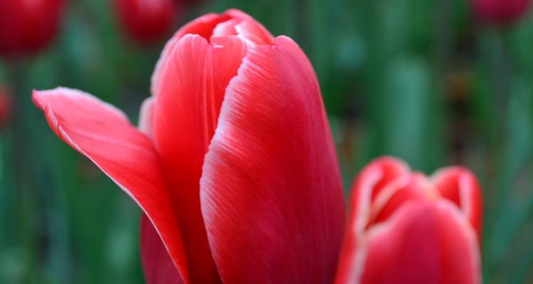 红色郁金香花语（红色郁金香与浪漫爱情的不解之缘）