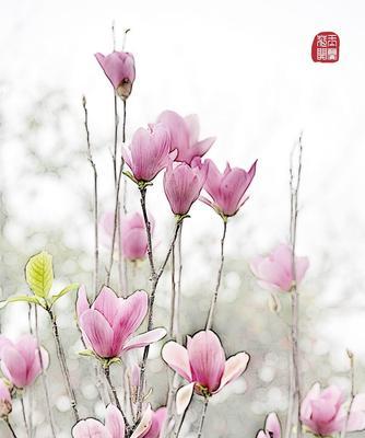 红玉兰花的寓意与美丽（探索红玉兰花的象征意义和文化价值）