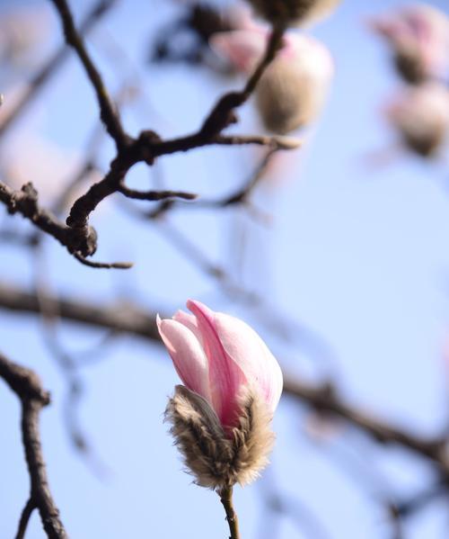 红玉兰花的寓意与美丽（探索红玉兰花的象征意义和文化价值）