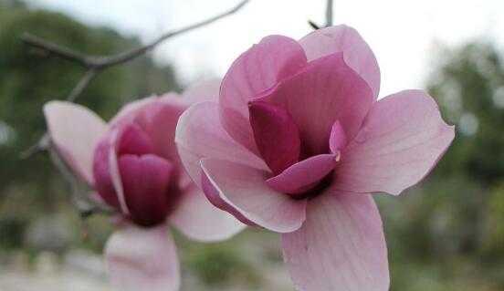 红玉兰花（红玉兰花的寓意和传承）