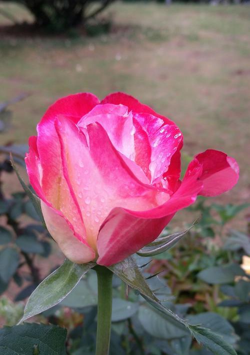 红月季花语（绽放在夜空中的激情之花）