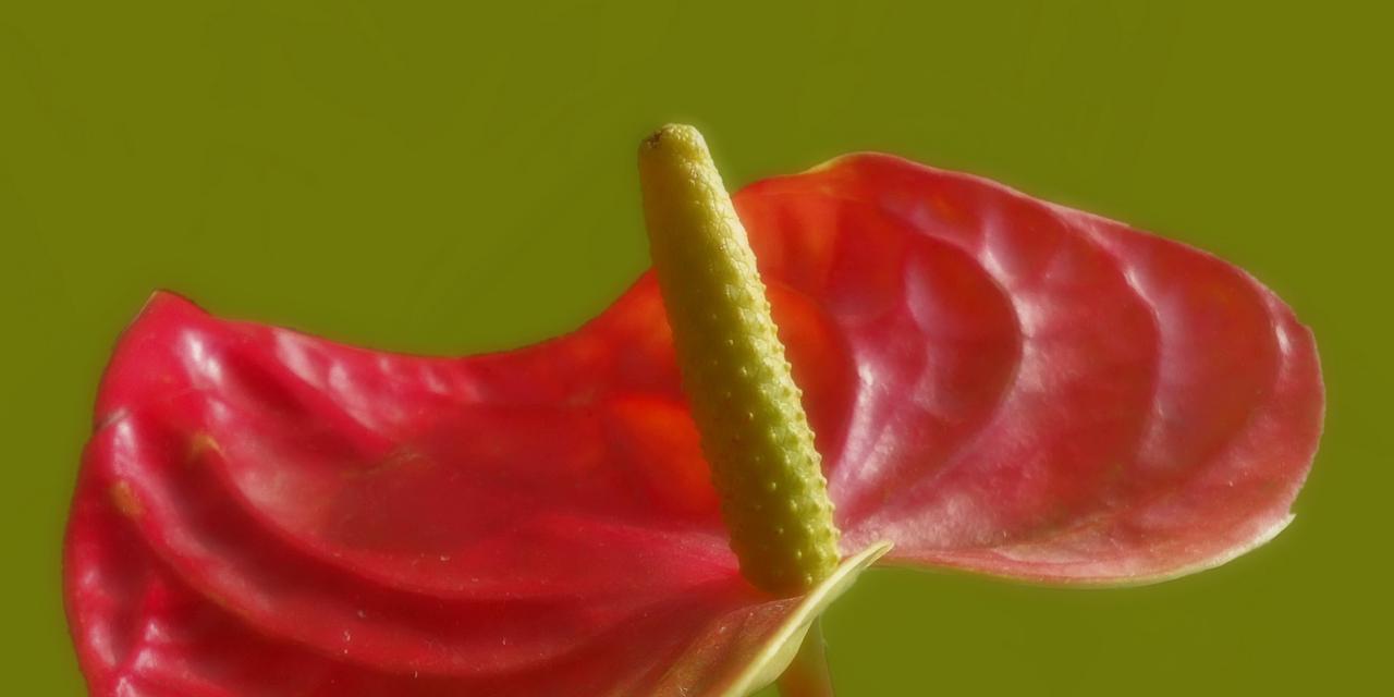 红掌寓意与象征意义（一种鲜花）
