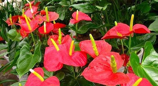 红掌花花语（一朵红掌花的背后故事）