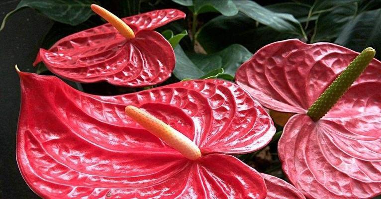红掌花花语（一朵红掌花的背后故事）
