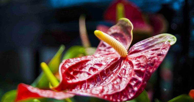 红掌花花语（一朵红掌花的背后故事）