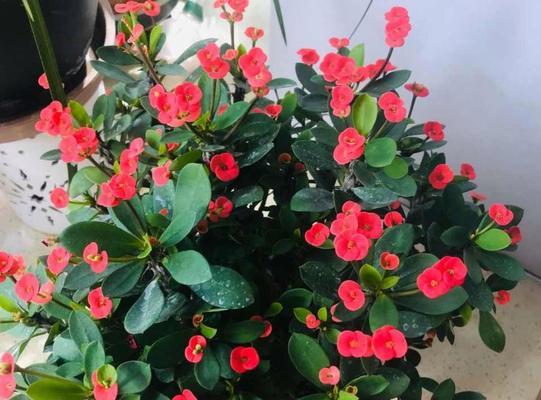 虎刺梅的花语——勇敢与希望（通过虎刺梅了解勇敢与希望的内涵）