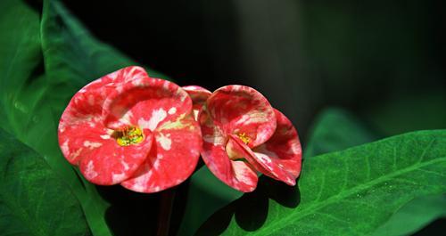 虎刺梅的花语——勇敢与希望（通过虎刺梅了解勇敢与希望的内涵）