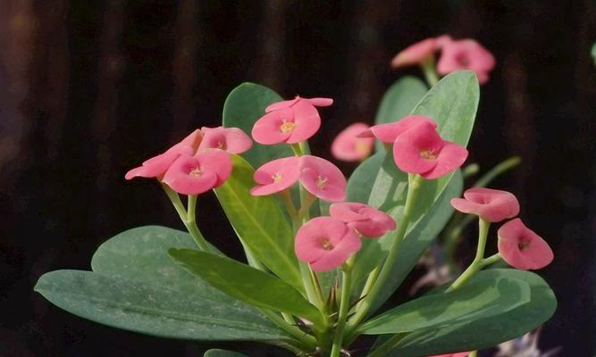 虎刺梅的花语——勇敢与希望（通过虎刺梅了解勇敢与希望的内涵）
