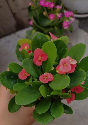 虎刺梅花（美丽与坚强并存）