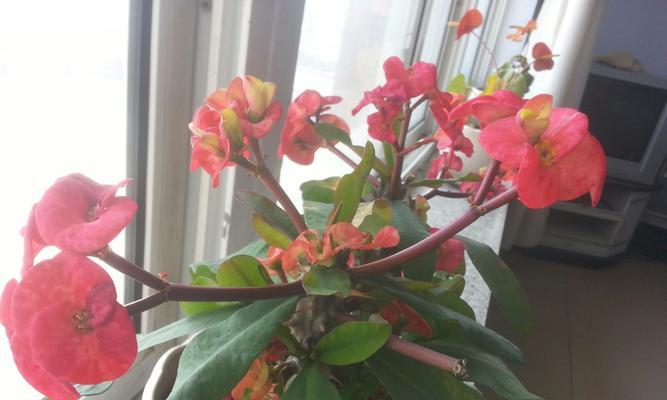 虎刺梅花（美丽与坚强并存）