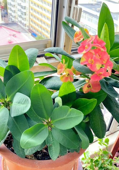 虎刺梅花（美丽与坚强并存）