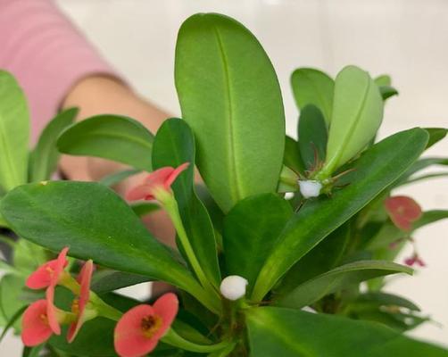 虎刺梅花语（以虎刺梅花为象征的勇气与希望）