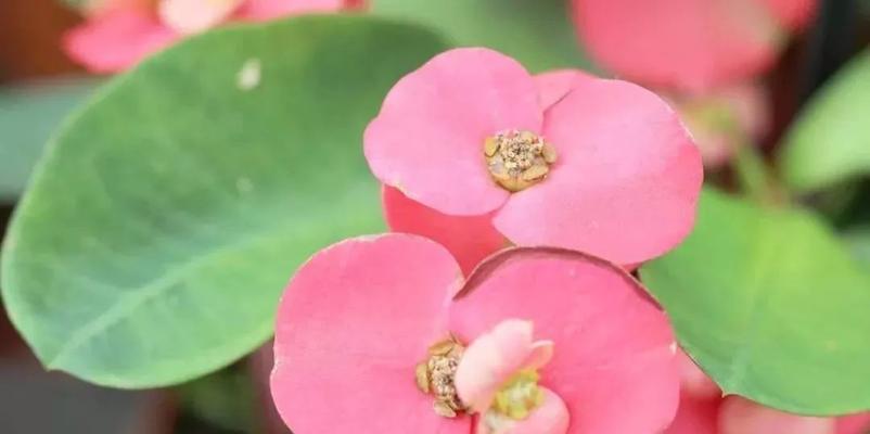 虎刺梅花语（以虎刺梅花为象征的勇气与希望）