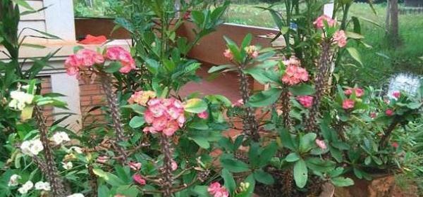 虎刺梅花语（以虎刺梅花为象征的勇气与希望）