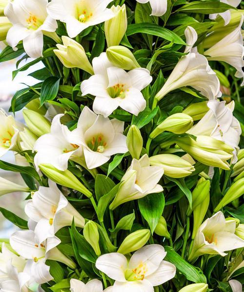 虎皮百合花语与寓意的解读（探索虎皮百合花语的内涵和象征意义）