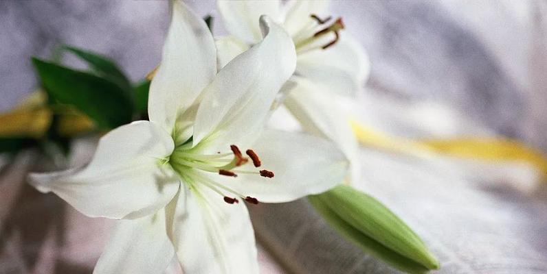 虎皮百合花语与寓意的解读（探索虎皮百合花语的内涵和象征意义）