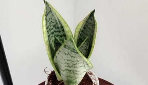 虎皮兰花的花语与寓意（揭示虎皮兰花背后的15个寓意）