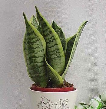 虎皮兰花的花语与寓意（揭示虎皮兰花背后的15个寓意）