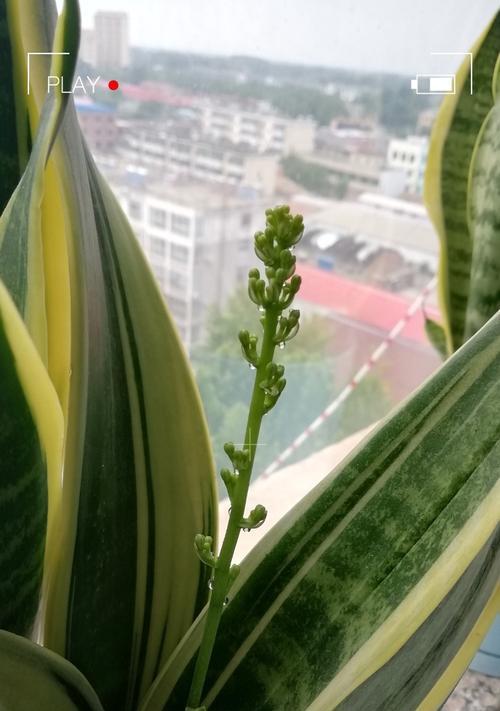 虎皮兰开花的寓意（生命的奇迹与希望）