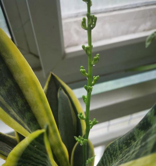 虎皮兰开花的寓意（生命的奇迹与希望）