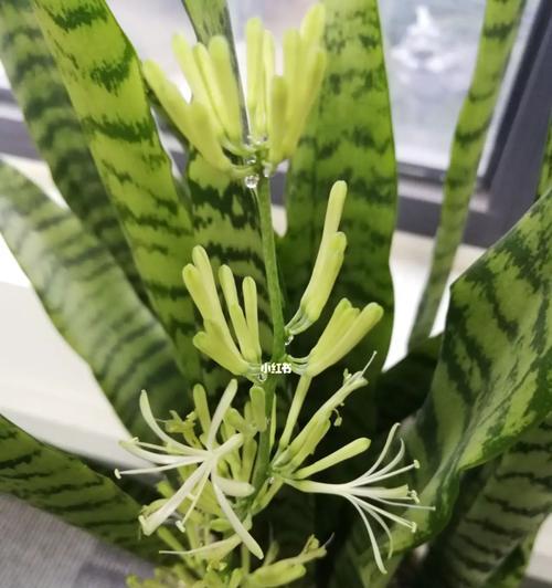 虎皮兰开花的寓意——生命的蓬勃绽放（恒久不变的“奇迹”与生生不息的希望）