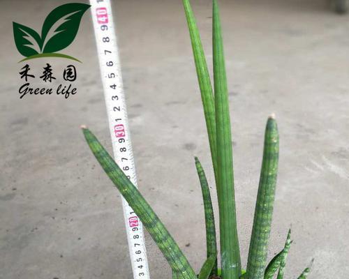虎尾兰花语（用一株花诉说心愿）