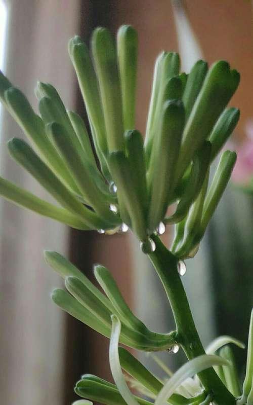 虎尾兰花开的美丽寓意（揭开虎尾兰花的丰富象征意义）