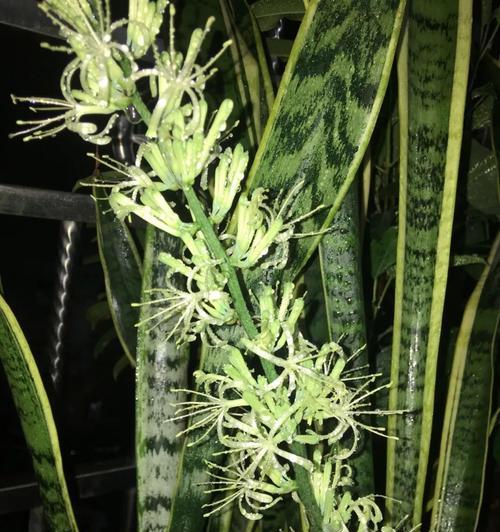 虎尾兰花开的美丽寓意（揭开虎尾兰花的丰富象征意义）