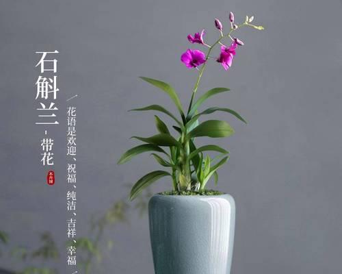 花卉分类的意义及方法（探索花卉分类对植物学和园艺的重要性）