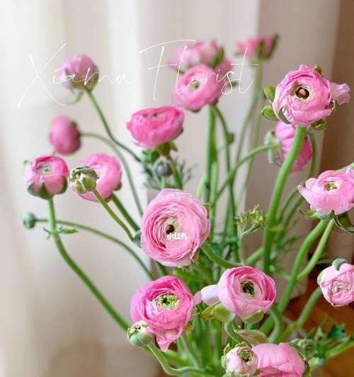 花语之美（花开花落中的情感绽放——探寻花毛茛的花语之谜）