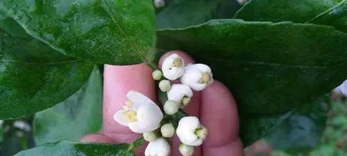 花芽分化的奇妙过程（揭秘花朵诞生的神秘密码）