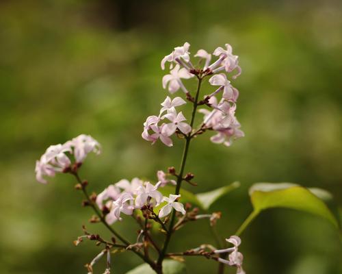 花叶丁香的花语及其深刻含义（探索花叶丁香的花语）